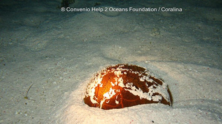 Heart urchin (2)